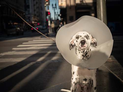 road dalmatian dog sitting on the street human